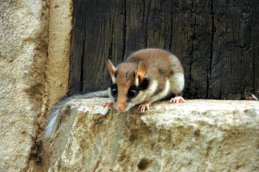 Lérot sur une pierre devant une porte en bois