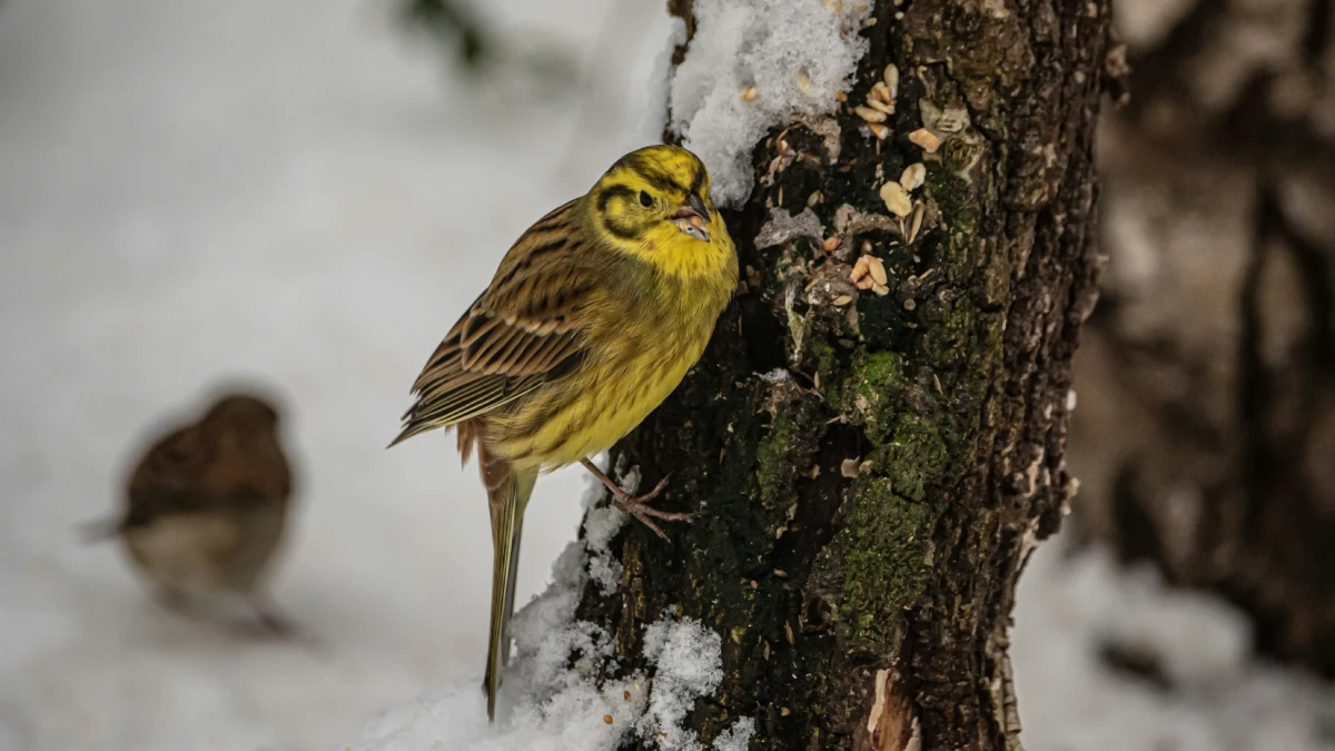 Bruant jaune perché sur un tronc d'arbre en hiver