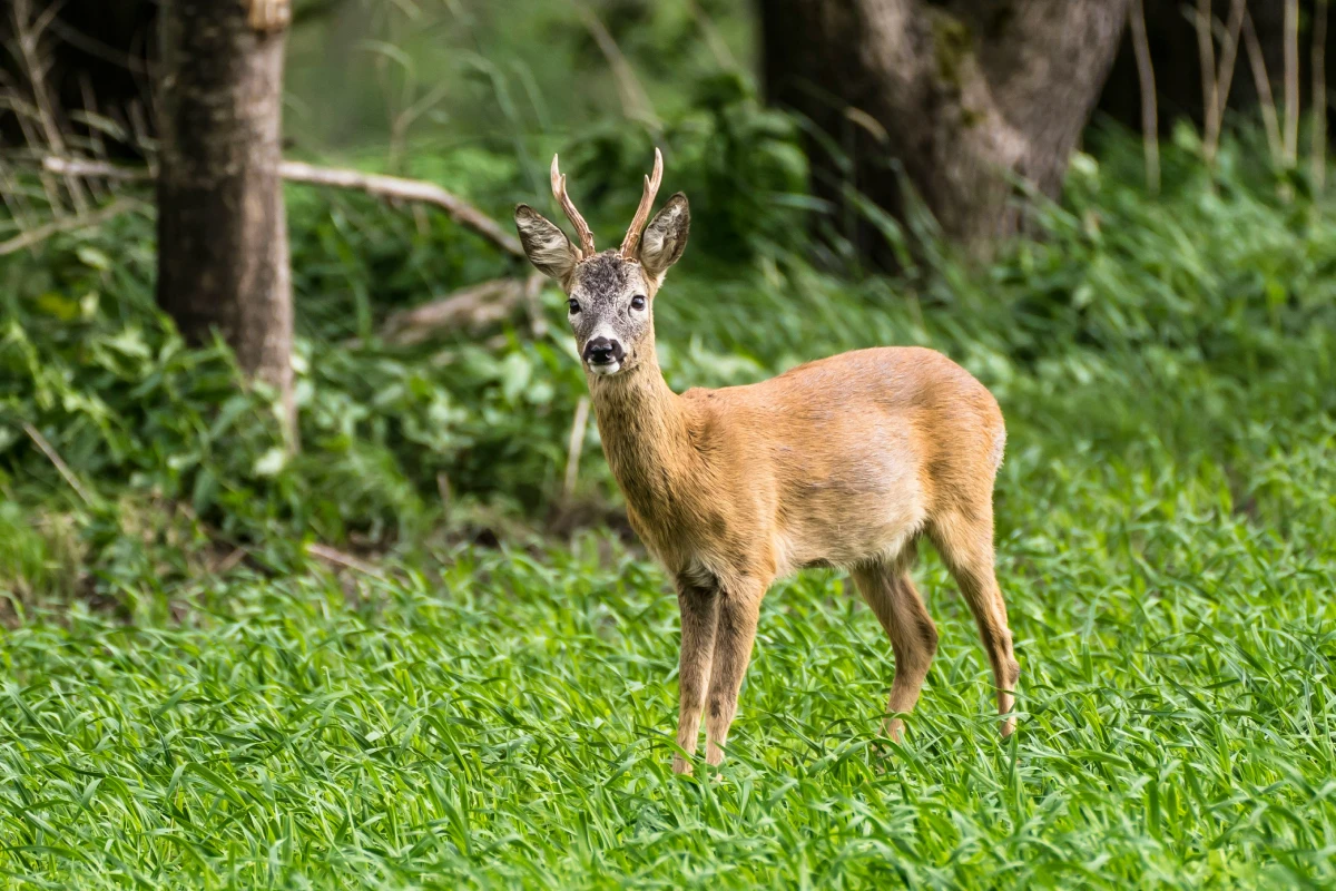 Chevreuil mâle dans une prairie en bordure de forêt