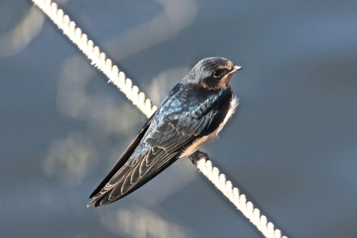 hirondelle perchée sur une corde