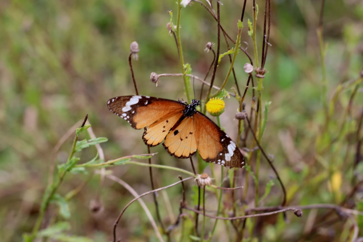 Papillon marron orangé posé sur la tige d'une fleur