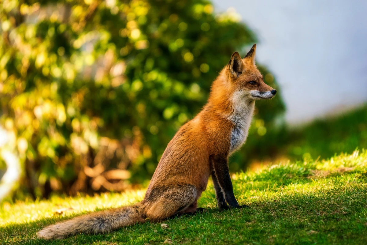 Renard roux assis dans l'herbe